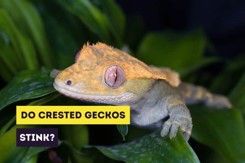 Is The Crested Gecko Endangered? Conservation Efforts Explained