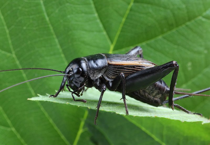 Is The Cricket Dangerous To Humans?