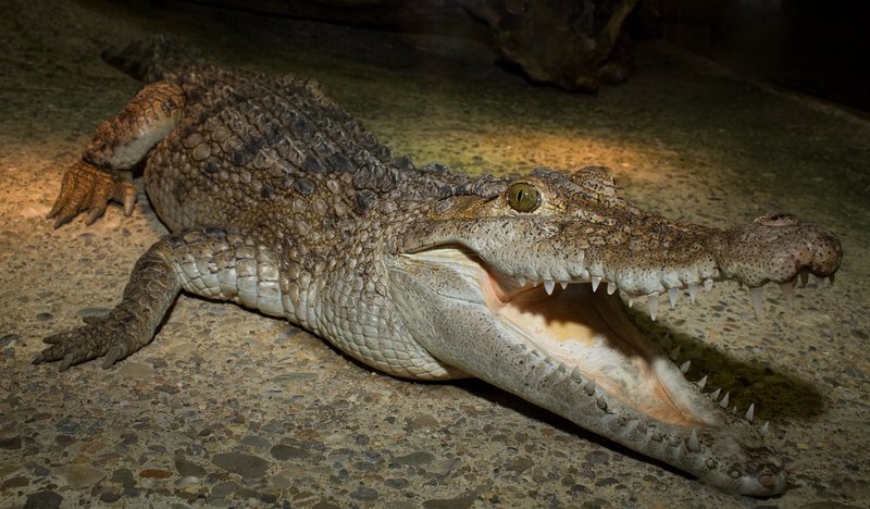 Is The Crocodile Endangered? Conservation Efforts Explained