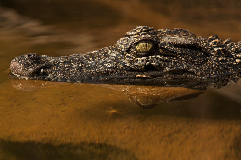 Is The Crocodile Endangered? Global Conservation Insights
