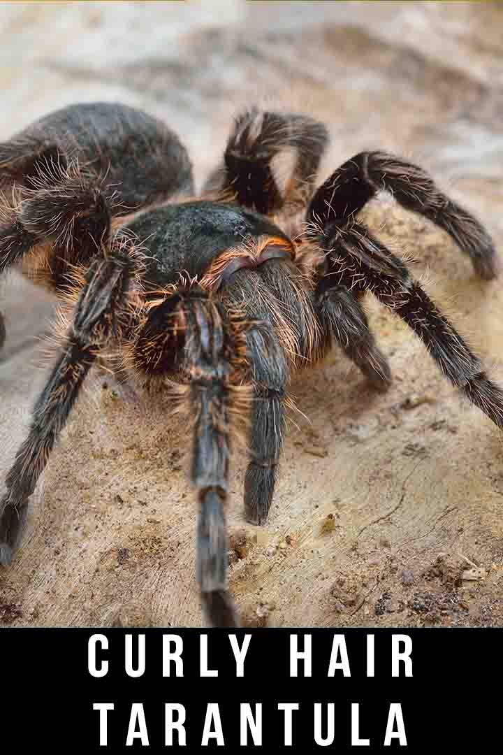 Is The Curly Hair Tarantula Dangerous Or Aggressive?
