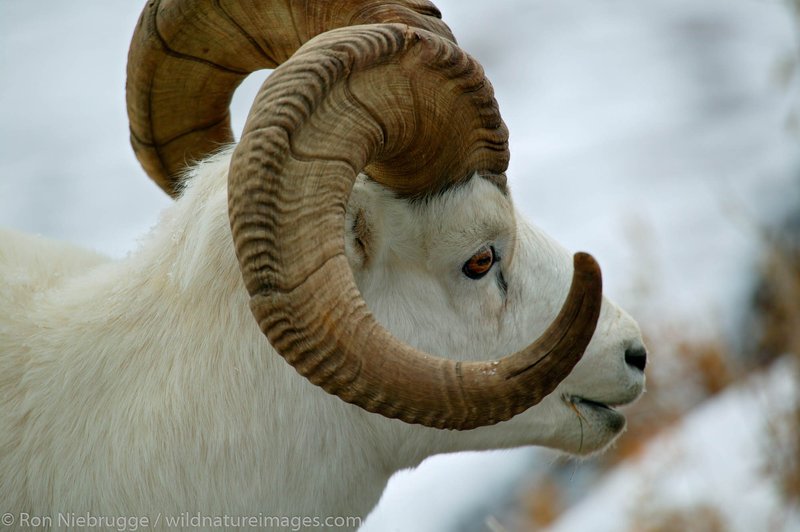 Is The Dall Sheep Endangered? Global Conservation Insights