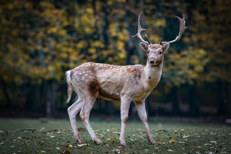 Is The Deer Endangered? Global Conservation Insights
