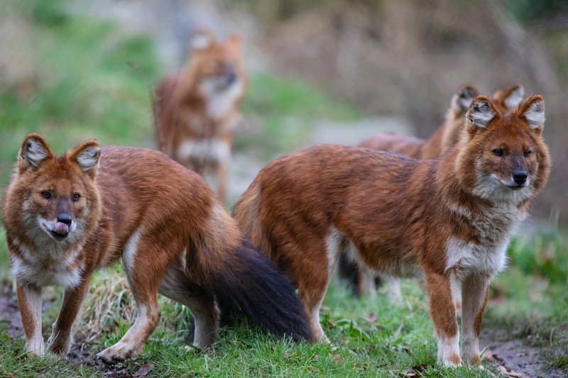 Is The Dhole Endangered? Global Conservation Insights
