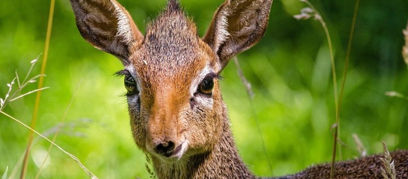 Is The Dik-Dik Endangered? Global Conservation Insights