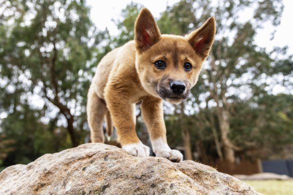 Is The Dingo Endangered? Global Conservation Insights