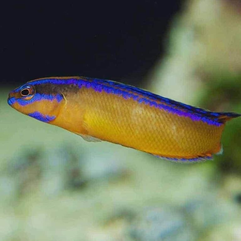 Is The Dottyback Reef Safe? Compatibility With Coral