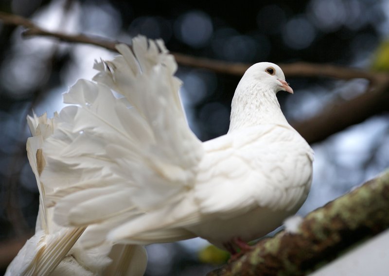 Is The Dove Threatened Or Endangered?