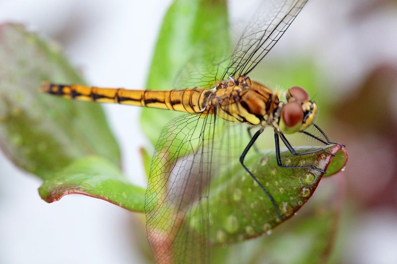 Is The Dragonfly Dangerous To Humans?
