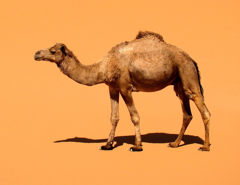 Is The Dromedary Endangered? Global Conservation Insights
