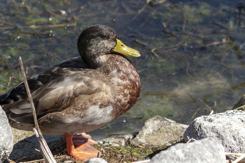 Is The Duck Threatened Or Endangered?