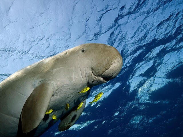 Is The Dugong Endangered? Global Conservation Insights