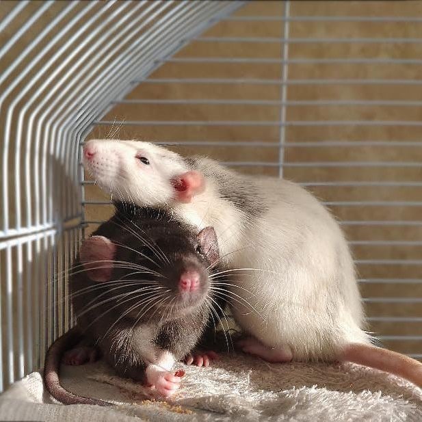 Is The Dumbo Rat Right For You? Pros And Cons Explained