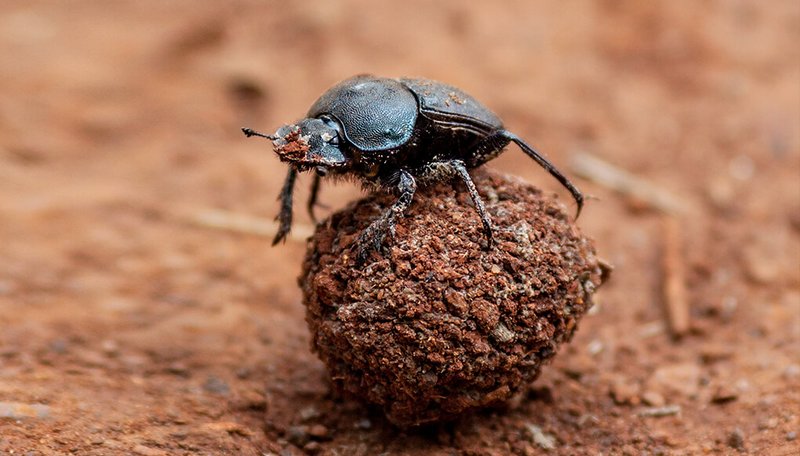 Is The Dung Beetle Dangerous To Humans?