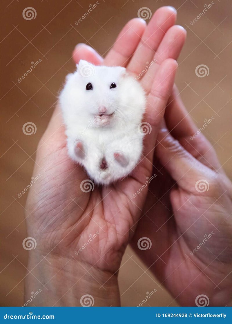 Is The Dwarf Winter White Hamster Right For You? Pros And Cons