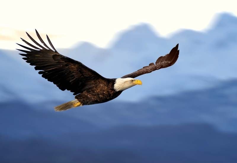 Is The Eagle Threatened Or Endangered?