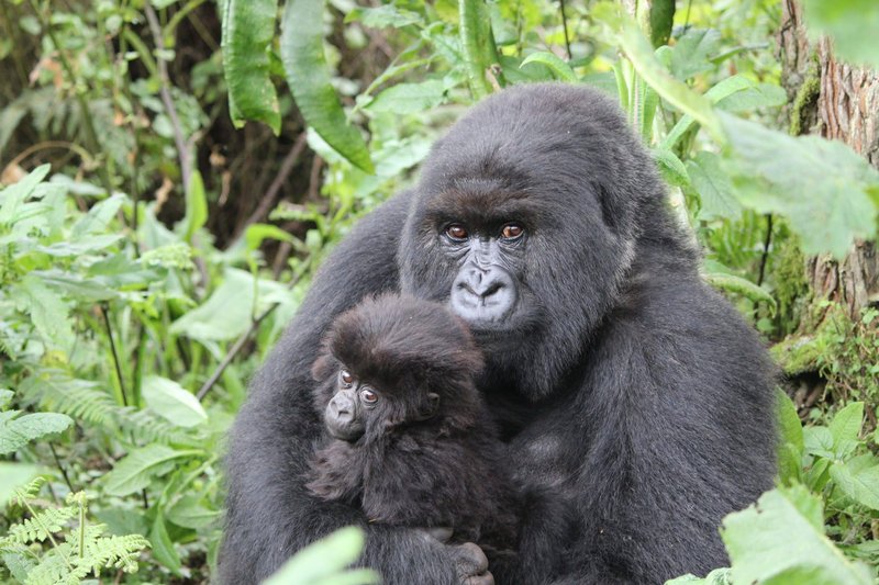 Is The Eastern Gorilla Endangered? Global Conservation Insights