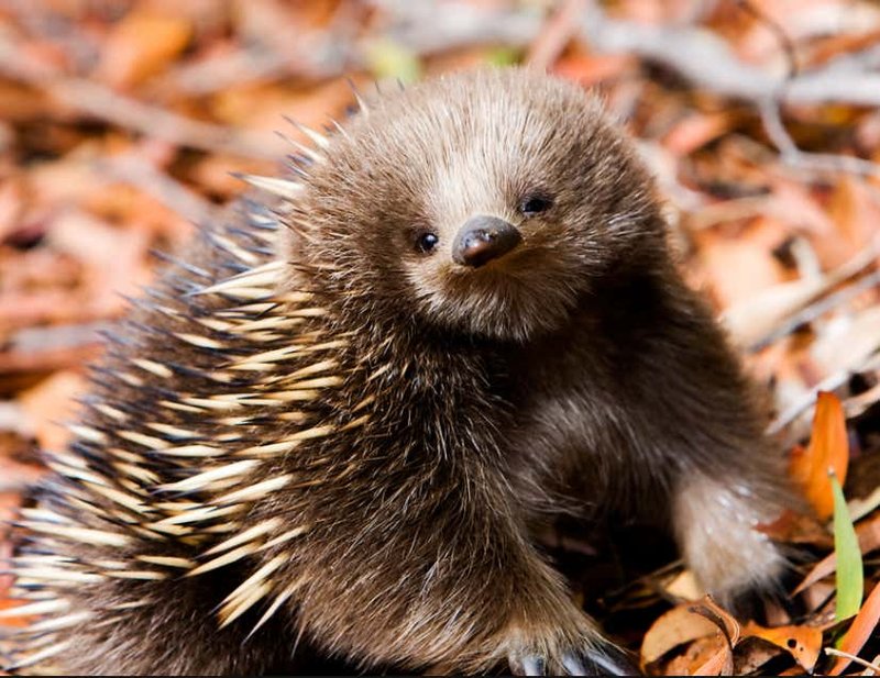 Is The Echidna Endangered? Global Conservation Insights