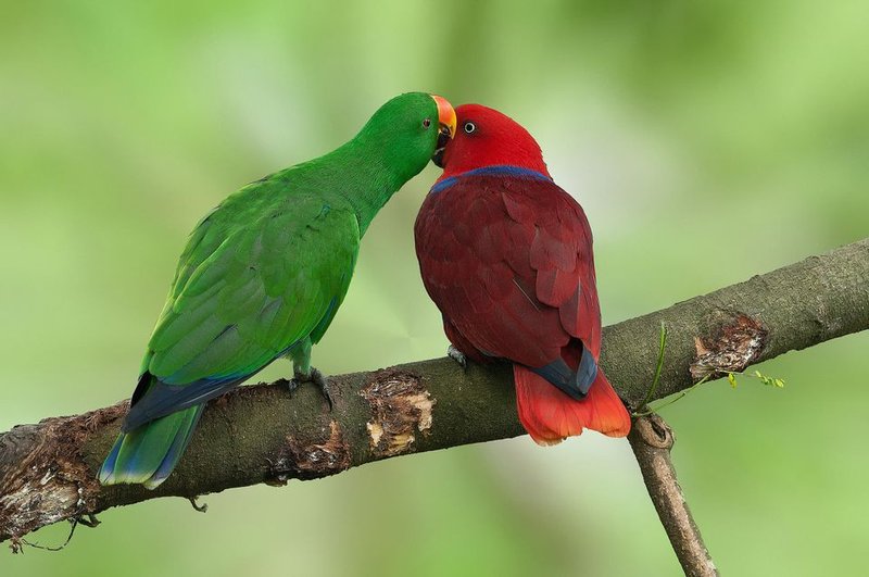 Is The Eclectus Parrot Threatened Or Endangered?