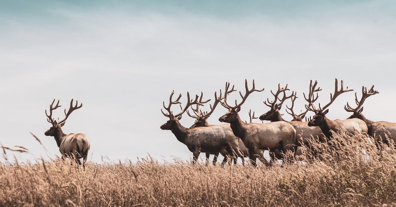 Is The Elk Endangered? Global Conservation Insights