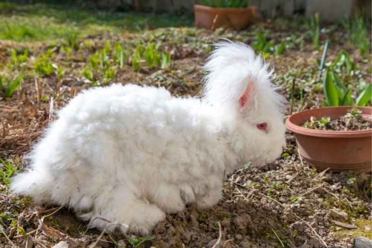 Is The English Angora Rabbit A Good Pet? Pros And Cons Explained