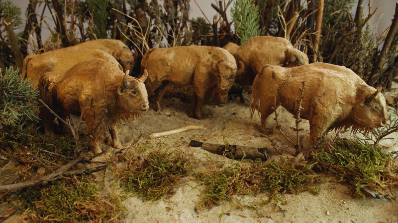 Is The European Bison Endangered? Global Conservation Insights
