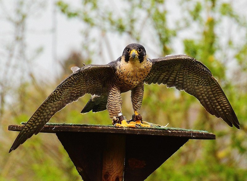 Is The Falcon Threatened Or Endangered?