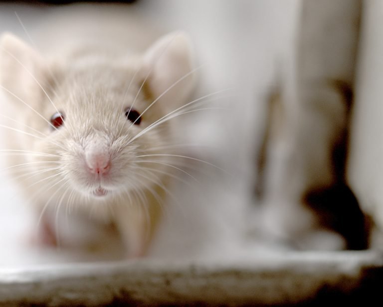 Is The Fancy Mouse A Good Pet? Pros And Cons