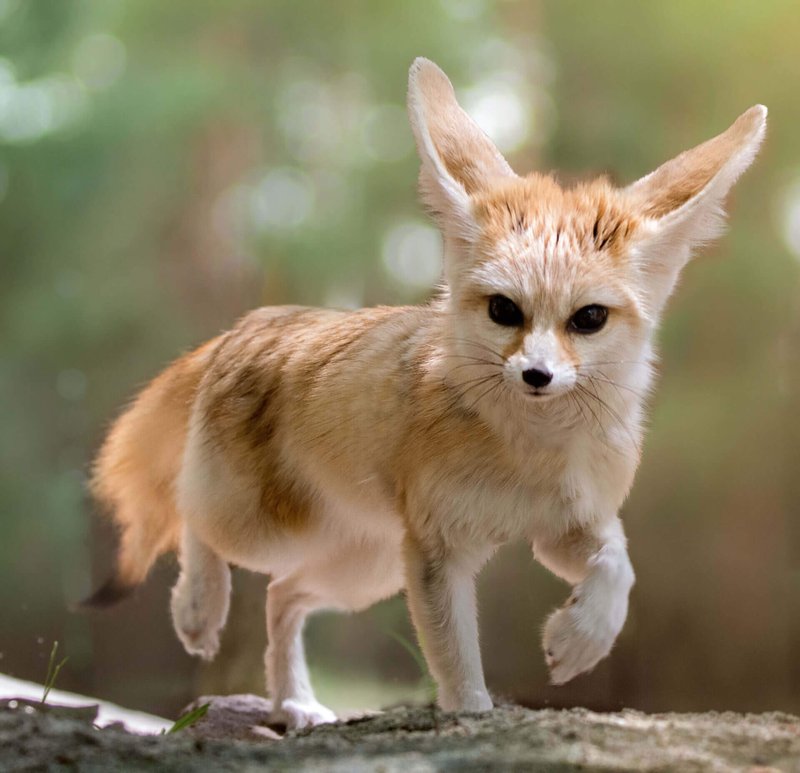 Is The Fennec Fox Endangered? Global Conservation Insights