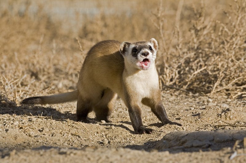 Is The Ferret Endangered? Global Conservation Insights