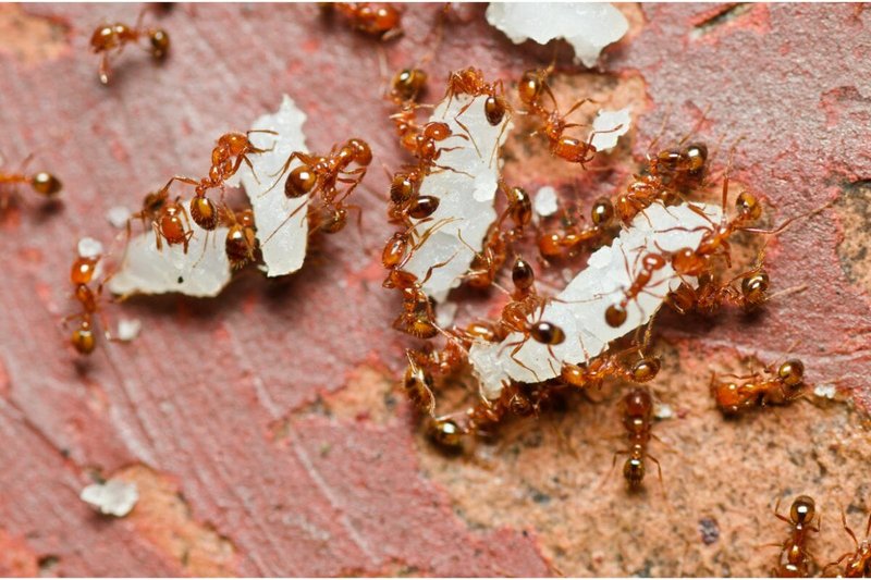 Is The Fire Ant Dangerous To Humans?