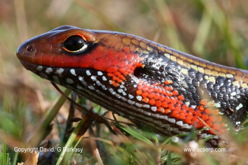 Is The Fire Skink Endangered? Conservation Efforts Explained