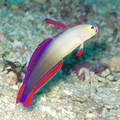 Is The Firefish Reef Safe? Compatibility With Coral