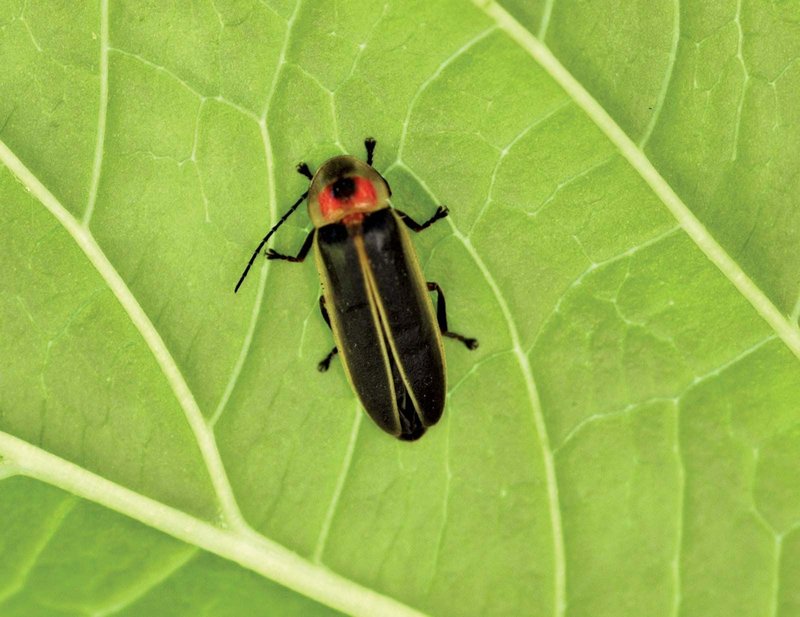 Is The Firefly Dangerous To Humans?