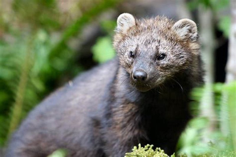 Is The Fisher Endangered? Global Conservation Insights