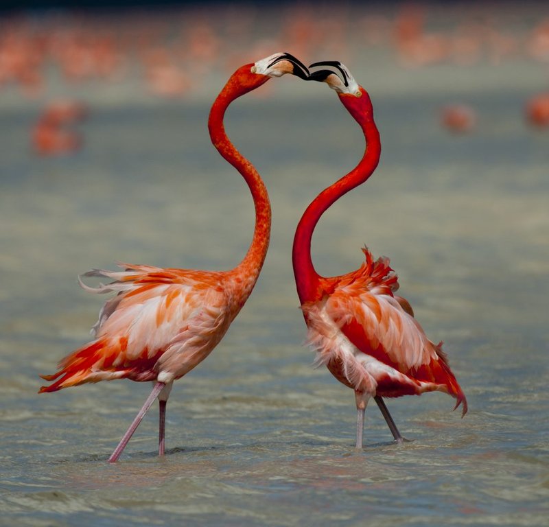 Is The Flamingo Threatened Or Endangered?