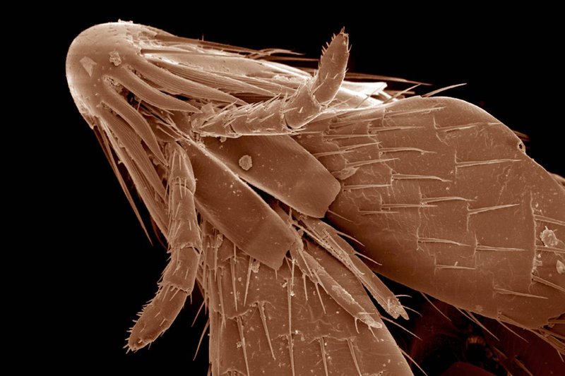 Is The Flea Dangerous To Humans?