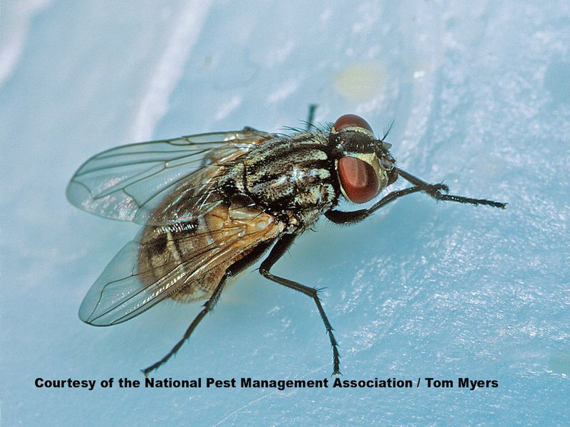 Is The Fly Dangerous To Humans?
