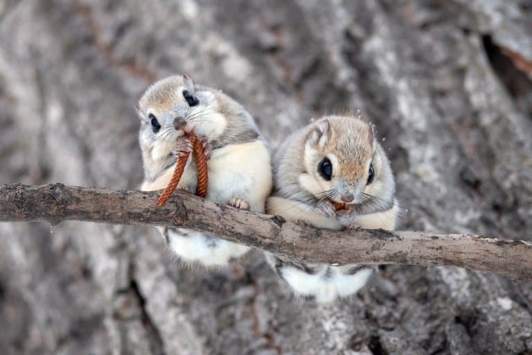Is The Flying Squirrel Endangered? Global Conservation Insights