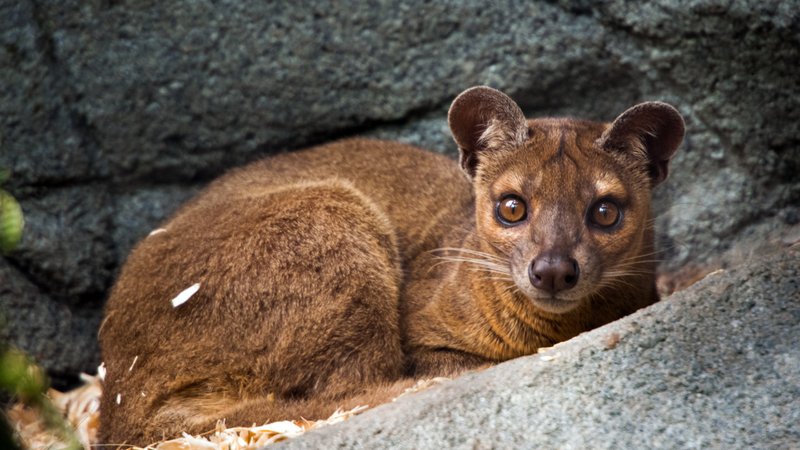 Is The Fossa Endangered? Global Conservation Insights