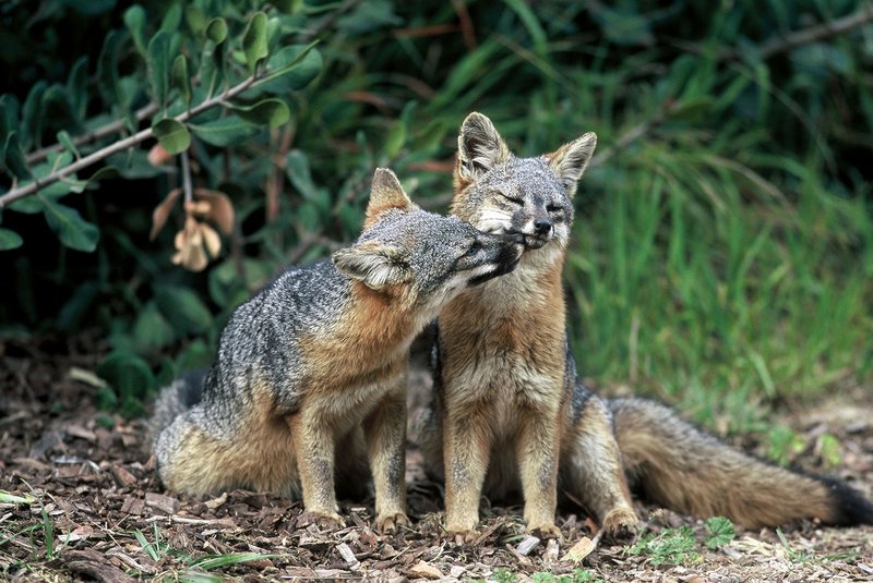 Is The Fox Endangered? Global Conservation Insights