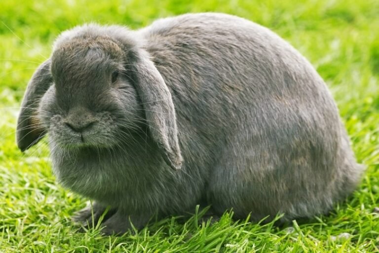 Is The French Lop Rabbit A Good Pet? Pros And Cons Explained