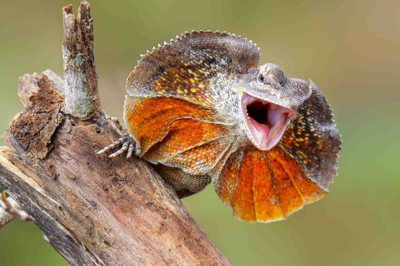 Is The Frilled Lizard Endangered? Global Conservation Insights