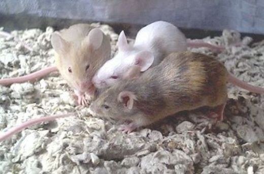 Is The Frizzie Mouse A Good Pet? Pros And Cons