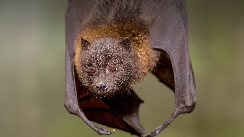 Is The Fruit Bat Endangered? Global Conservation Insights