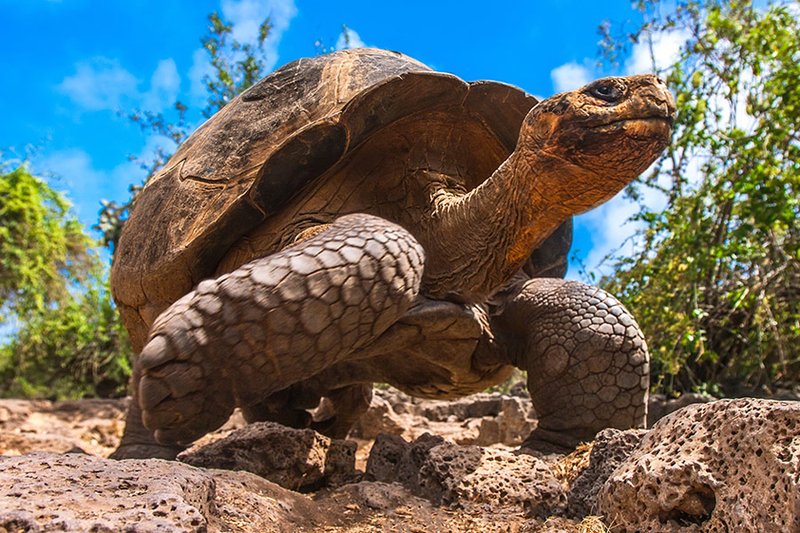 Is The Galã¡Pagos Tortoise Endangered? Global Conservation Insights
