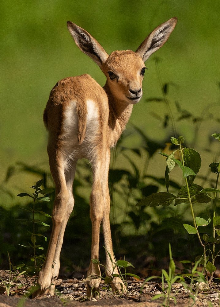 Is The Gazelle Endangered? Global Conservation Insights