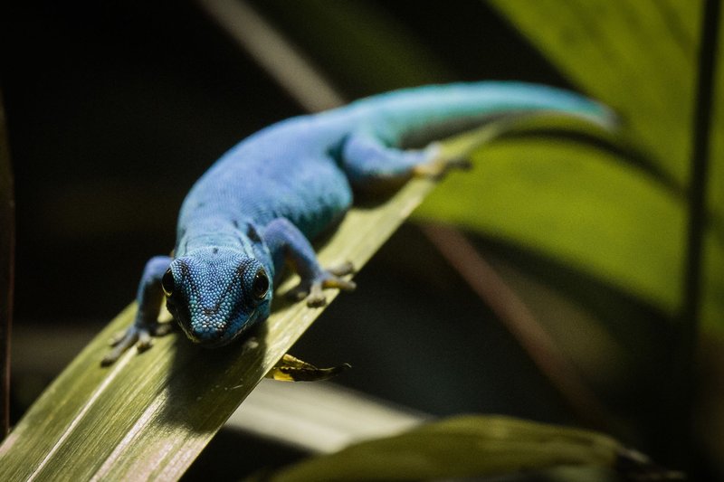 Is The Gecko Endangered? Conservation Efforts Explained