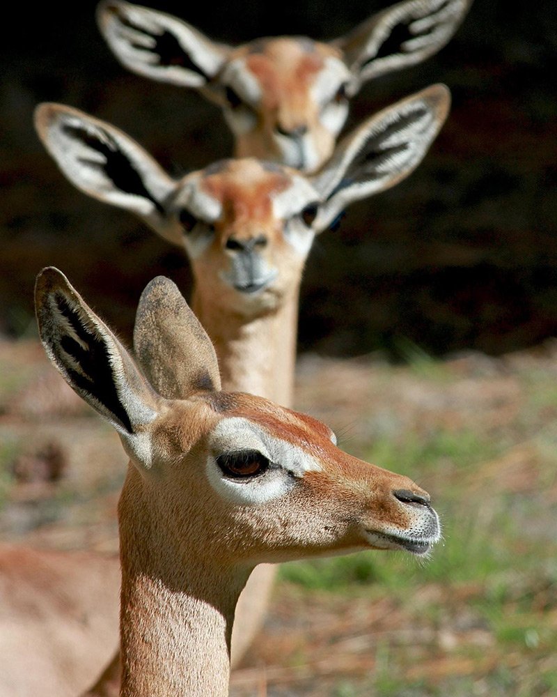 Is The Gerenuk Endangered? Global Conservation Insights