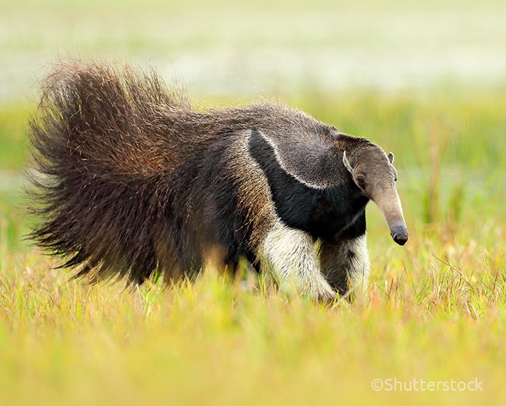 Is The Giant Anteater Endangered? Global Conservation Insights